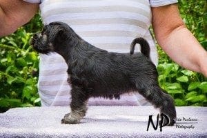 Näin hienosti Omena seisoi