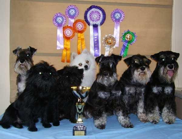 kuva: Ritva Kiviniemi, kennel Baumeister