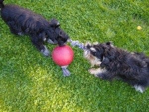 Omena ja Nanni syksyllä 2011