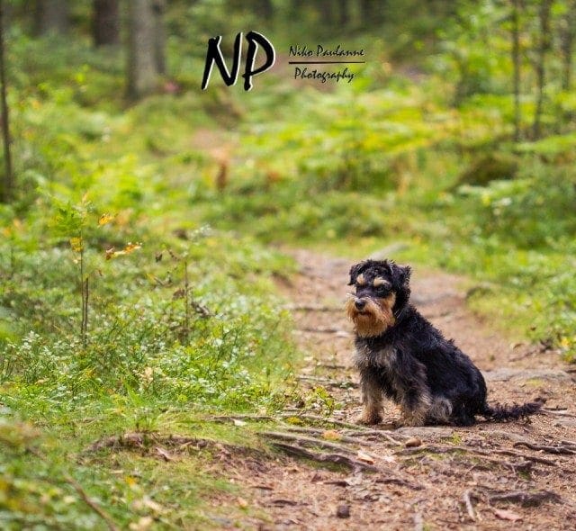 Kääpiösnautseri Nanni metsäretkellä © Niko Paulanne - www.nikopaulanne.com (1)